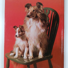 Angela Sayer : The world of dogs - pikkukuva 2
