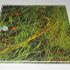 *LP* IAN CARR Belladonna - pikkukuva 2