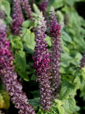 Tähkäteurikka (Teucrium hircanicum), siemeniä 50 kpl
