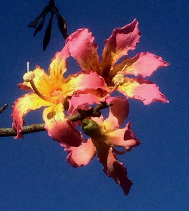 Pullokapokkipuu (Ceiba speciosa), siemeniä 20 kpl
