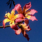 Pullokapokkipuu (Ceiba speciosa), siemeniä 20 kpl - pikkukuva 1