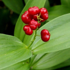 Tähtirotkokielo (Maianthemum stellatum), siemeniä 30 kpl - pikkukuva 2