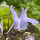 Jaloakileija 'Biedermeier' , siemeniä 40 kpl - pikkukuva 3