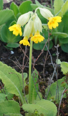 Kevätesikko (Primula veris), siemeniä 50 kpl