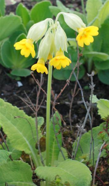 Kevätesikko (Primula veris), siemeniä 50 kpl