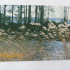 Pihlajavesi - Keväinen rantakaislikko - pikkukuva 1
