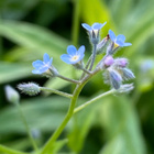 Peltolemmikki (Myosotis arvensis), siemeniä 100 kpl - pikkukuva 2