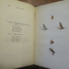 The Fly Fishers Entomology By Alfred Ronald’s p.1883 - pikkukuva 5
