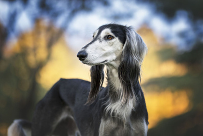 Saluki pääkuva *uusi*
