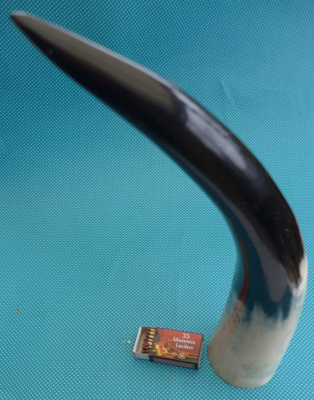 SARVI Espanja härkä 41cm kunnon sarvi