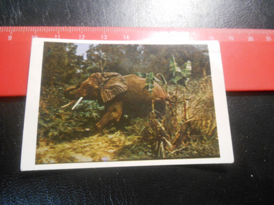 K.6 Jenkki Tarzan purkkakuva # 32