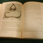 J.H. Fabre: MUISTELMIA HYÖNTEISMAAILMASTA (1965) Sis.pk:t - pikkukuva 2