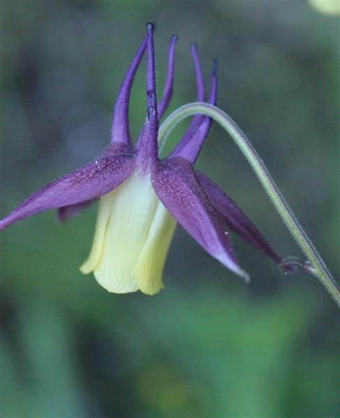Purppura-akileija 'Calimero' , siemeniä 50 kpl