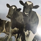 PINK FLOYD - ATOM HEART MOTHER EX+/ EX+ LP DENMARK-70 - pikkukuva 2