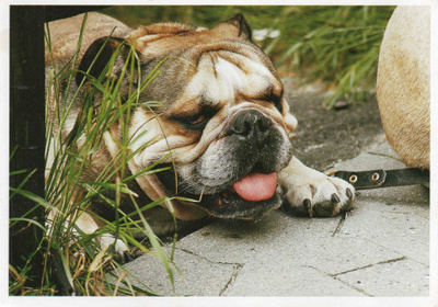 BULLDOG  POSTIKORTTI