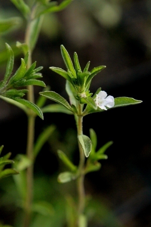 Kesäkynteli (Satureja hortensis), siemeniä 100 kpl