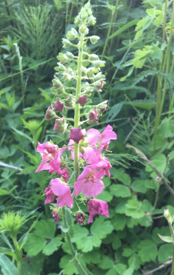 Purppuratulikukka (Verbascum phoeniceum), siemeniä 100 kpl