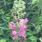 Purppuratulikukka (Verbascum phoeniceum), siemeniä 100 kpl - pikkukuva 1