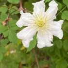 Kiinanlumikärhö (Clematis potaninii), siemeniä 40 kpl - pikkukuva 2