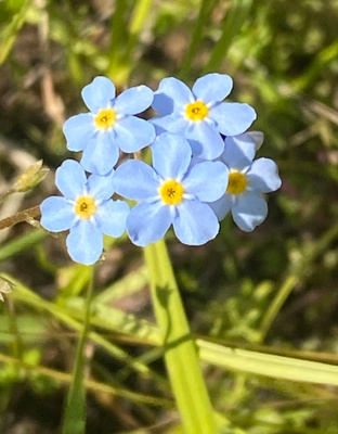 Luhtalemmikki (Myosotis scorpioides), siemeniä 50 kpl
