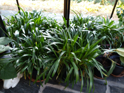 Sinisarja (Agapanthus) iso jakotaimi