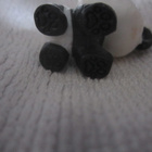 Littlest Pet Shop / LPS Panda (minikokoinen) - pikkukuva 3