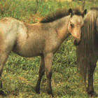 HEVONEN POSTIKORTTI - PONI - pikkukuva 1