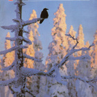 Pellervo n:o 3 1986 Tahko Pihkala. Karja kasvaa lumen ja pak - pikkukuva 1