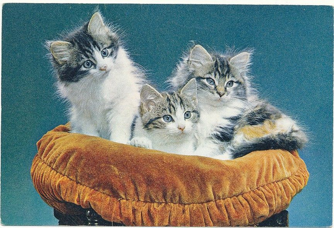 KISSA-kortti