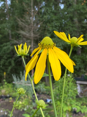Rudbeckia flava, siemeniä 50 kpl