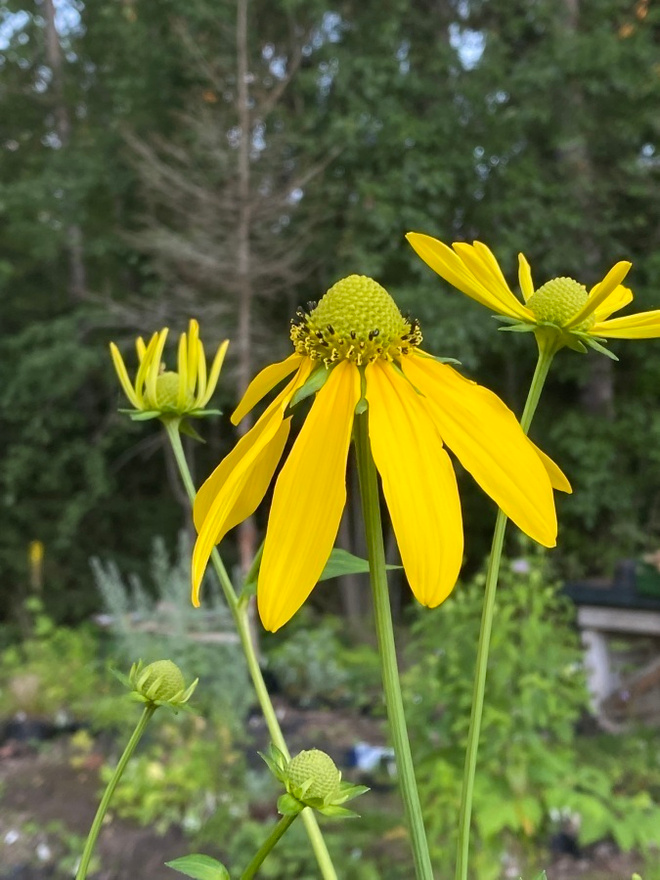 Rudbeckia flava, siemeniä 50 kpl