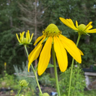 Rudbeckia flava, siemeniä 50 kpl - pikkukuva 1