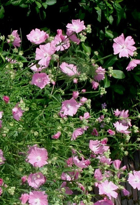 Ruusumalva (Malva alcea), siemeniä 50 kpl