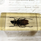 Natura Obscura – Entomologinen näyte no. 410 - pikkukuva 3