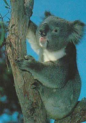 Postikortti, Eläinaihe, eläimet , koala eli pussikarhu