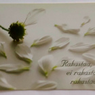 "Rakastaa, ei rakasta, rakastaa..." KULKEMATON POSTIKORTTI - pikkukuva 1