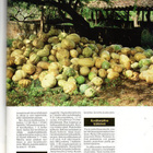 Asiakas Orava n:o 4 1988 Musta Makkara. Kurpisajuhla. Rukka. - pikkukuva 3