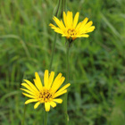 Pukinparta (Tragopogon pratensis), siemeniä 50 kpl - pikkukuva 2