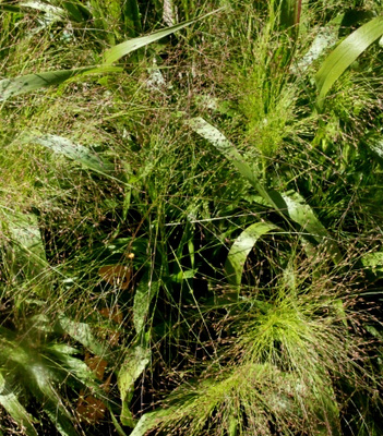 Hapsihirssi 'Frosted Explosion', siemeniä 40 kpl