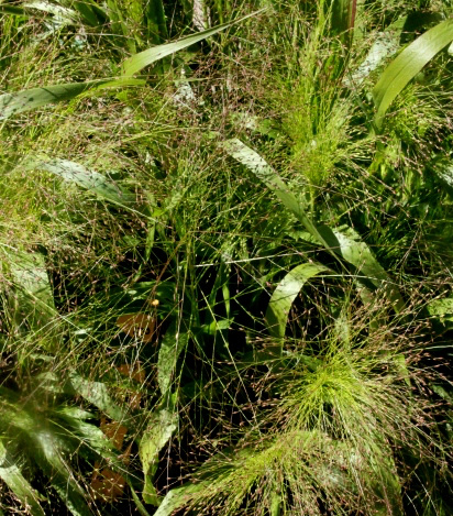 Hapsihirssi 'Frosted Explosion', siemeniä 40 kpl
