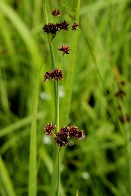 Miekkavihvilä (Juncus ensifolius), siemeniä 100 kpl