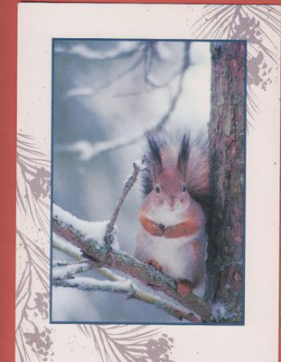 Suomen Luonnonsuojeluliitto Orava oksalla