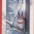 Suomen Luonnonsuojeluliitto Orava oksalla - pikkukuva 1