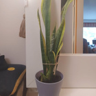 Anopinkieli helppohoitoinen 60 cm suojaruukussa - pikkukuva 1