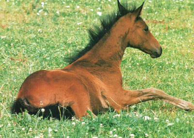HEVONEN POSTIKORTTI - TRAKEHNERIN VARSA