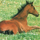 HEVONEN POSTIKORTTI - TRAKEHNERIN VARSA - pikkukuva 1