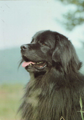 NEWFOUNDLANDINKOIRA POSTIKORTTI