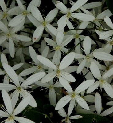 Mantsuriankärhö (Clematis mandschurica), siemeniä 50 kpl