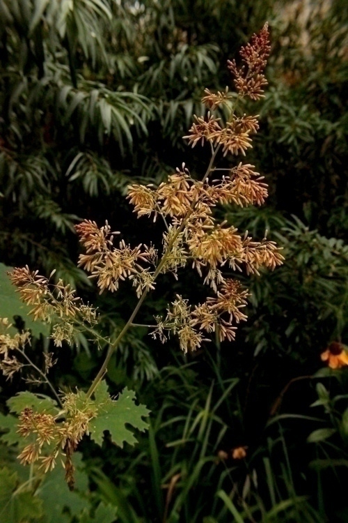 Herttahuisku-unikko (Macleaya cordata), siemeniä 50 kpl