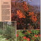 Yhteishyvä n:o 17 1985 Ami & Monica Aspelund. Keittiö uudist - pikkukuva 2
